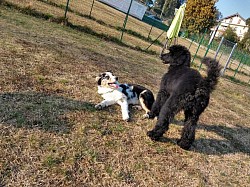 Barbone australian cane  dog addestramento educazione