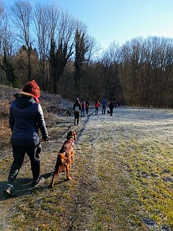 Dog cane pastore tedesco addestramento educazione